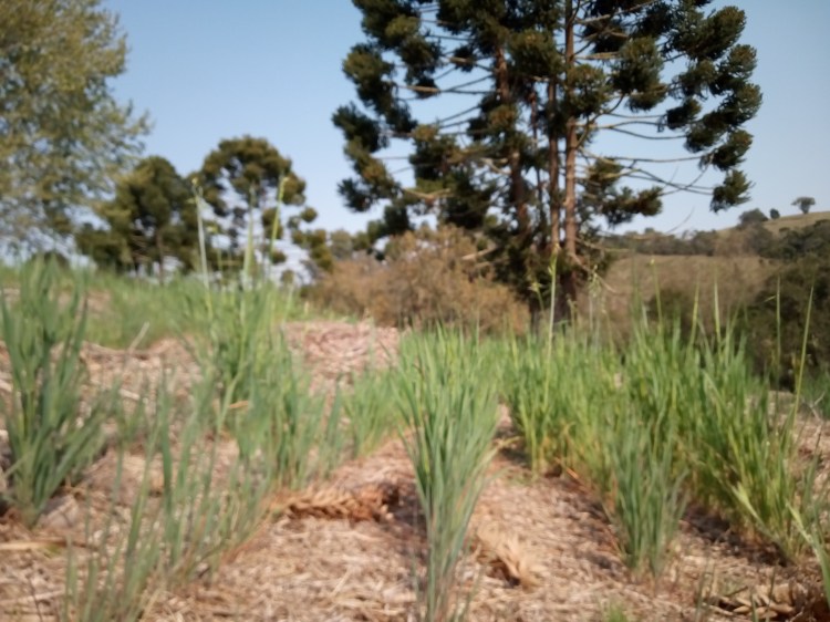 Plantio de aveia preta no inverno