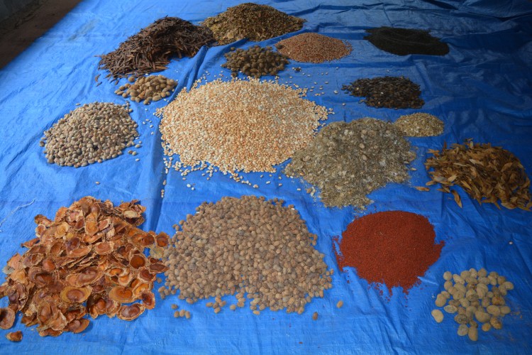 Sementes antes de serem misturadas para formar a muvuca, na sede da Serracima