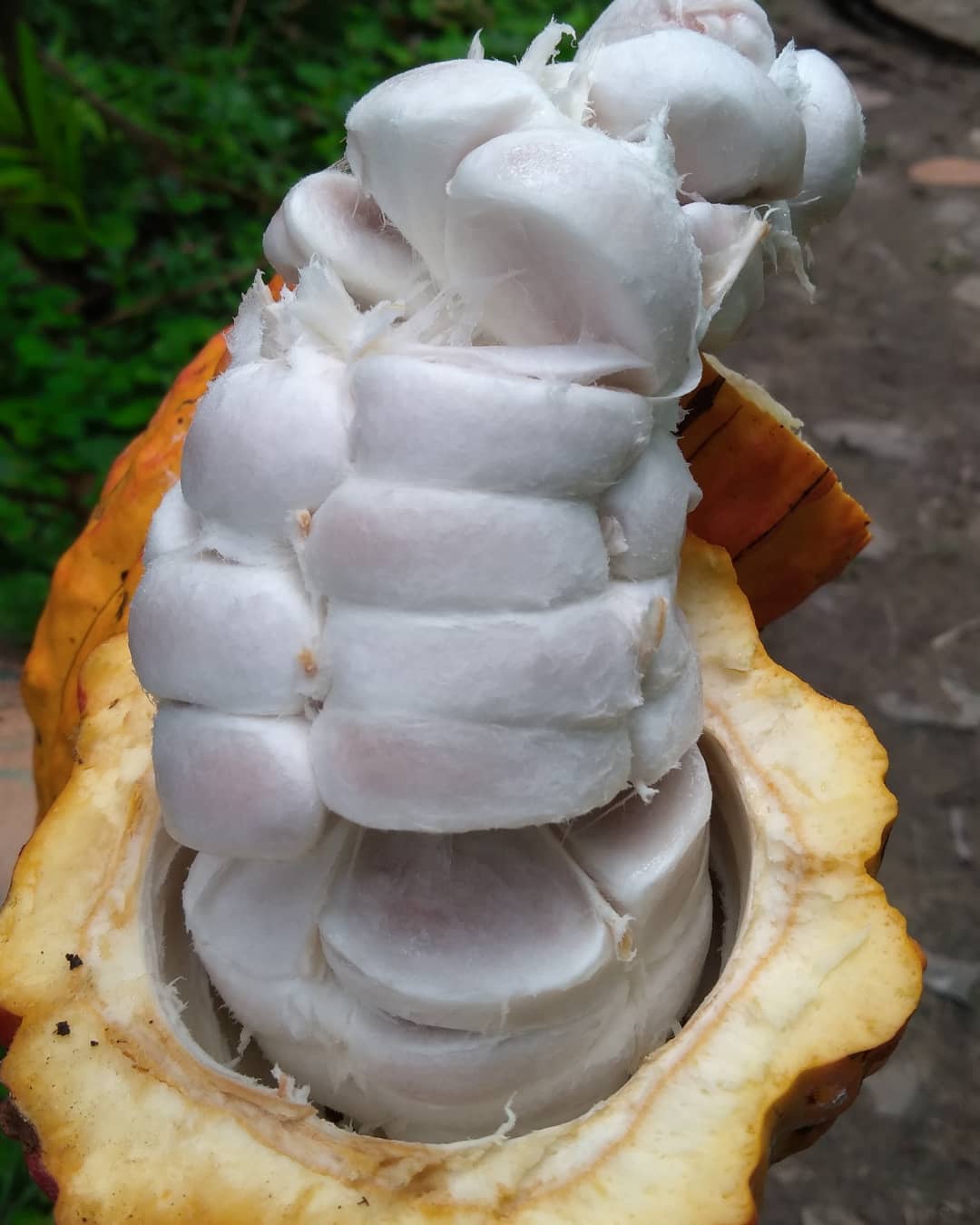 Região de produção biodiversa de cacau. O cacau é consorciado com espécies nativas da Mata Atlântica