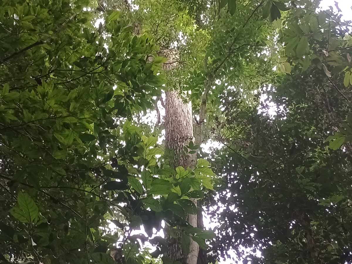 Testando o DeepSeek…